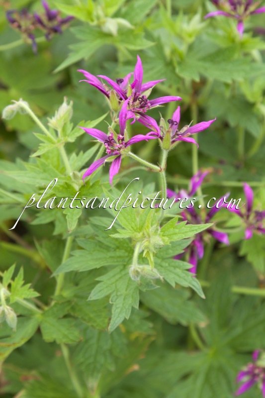 Geranium psilostemon ‘Catherine Deneuve’