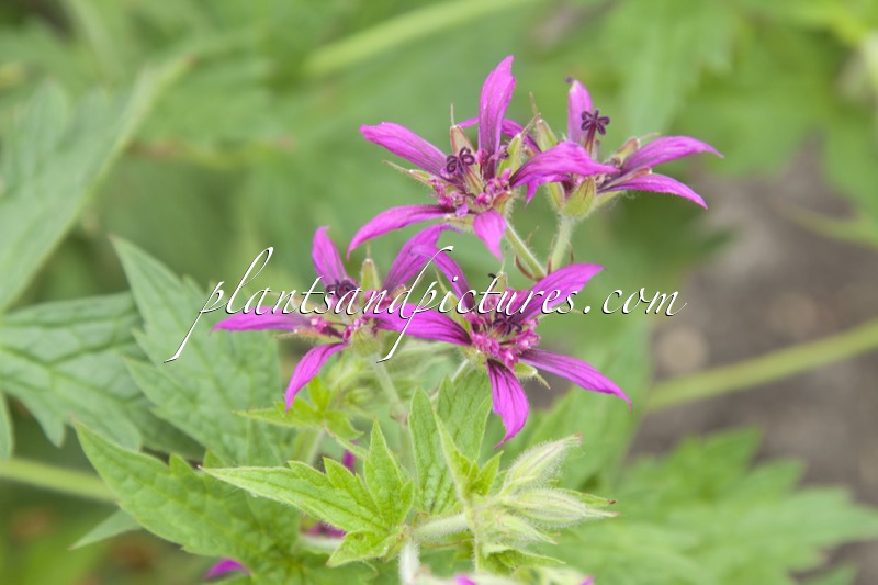 Geranium psilostemon ‘Catherine Deneuve’