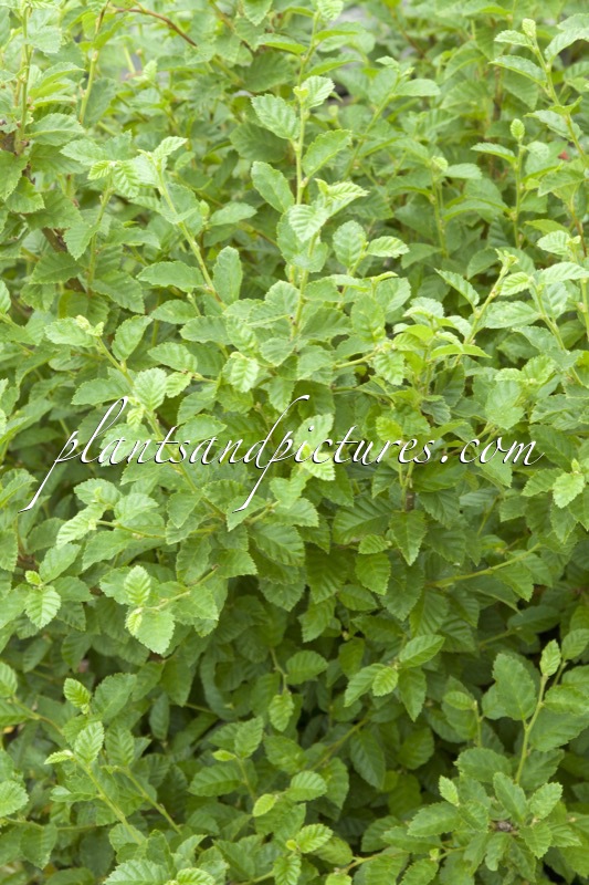 Betula megrelica
