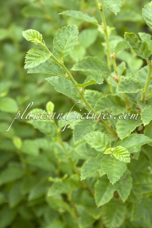 Betula megrelica
