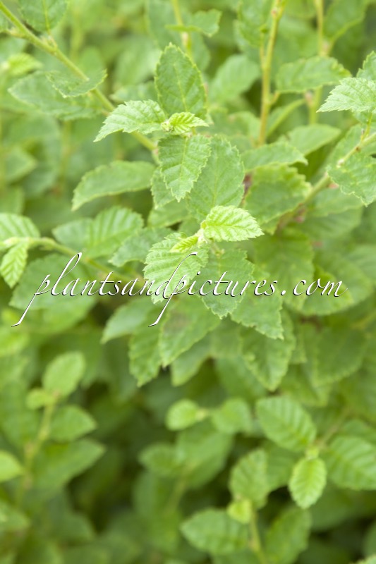 Betula megrelica