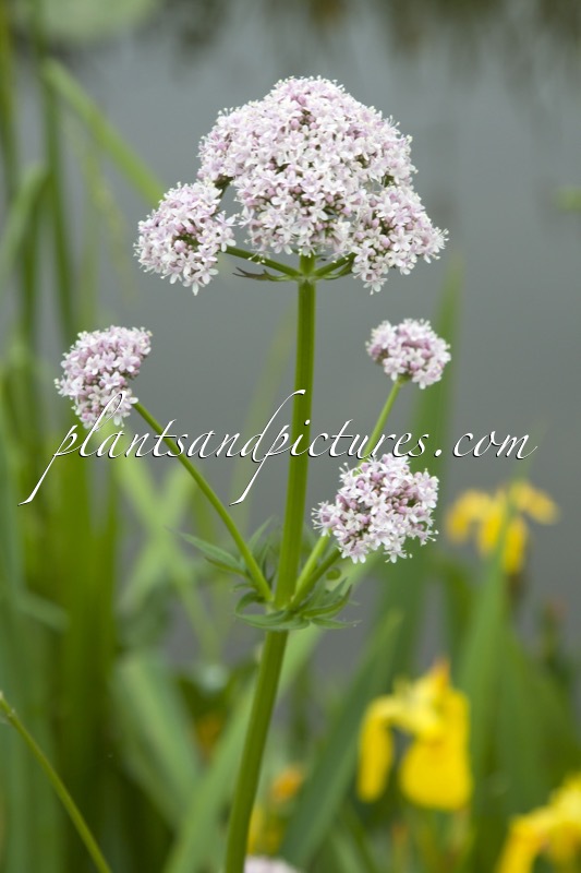 Valeriana officinalis