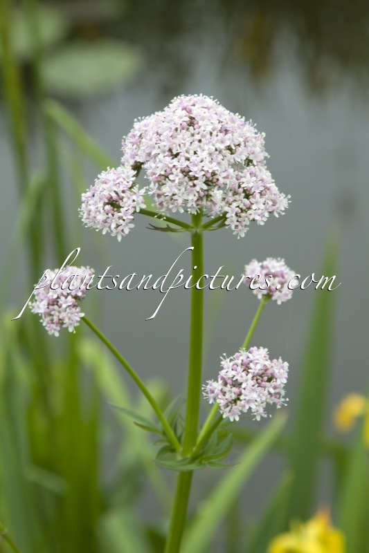 Valeriana officinalis