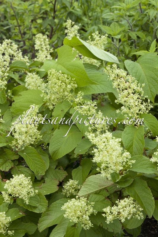 Tripterygium regelii