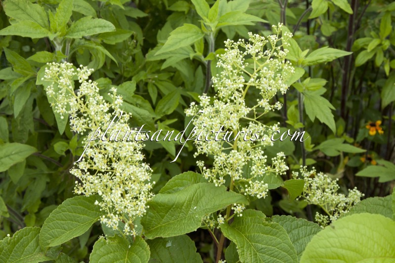 Tripterygium regelii