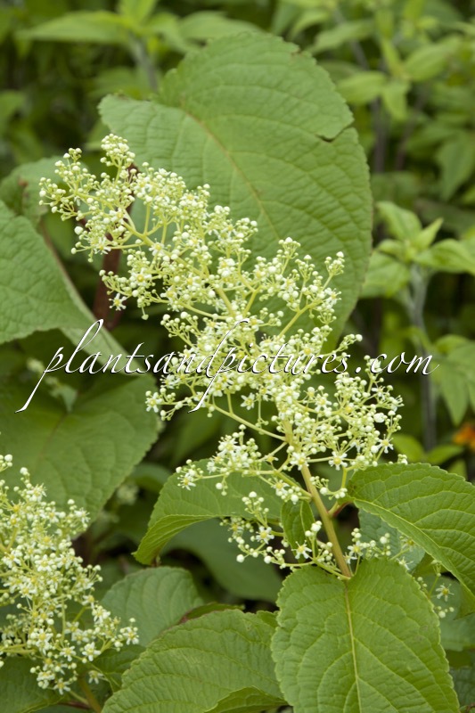 Tripterygium regelii