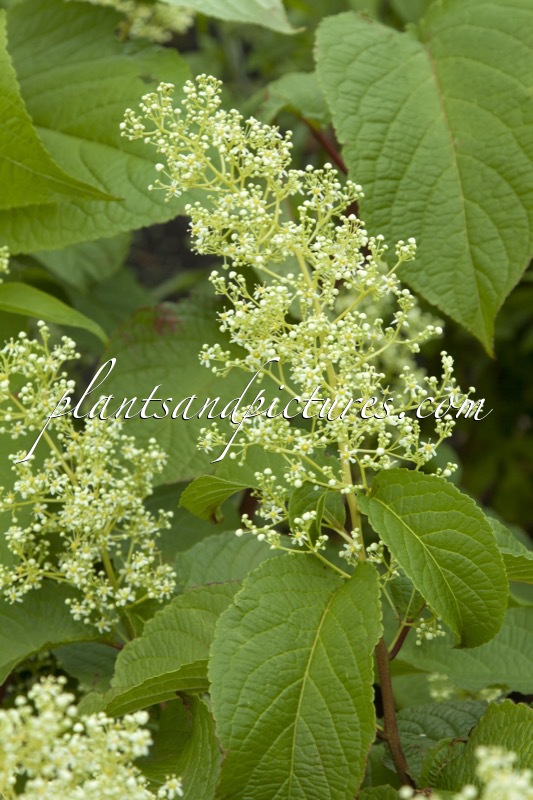 Tripterygium regelii