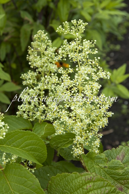 Tripterygium regelii