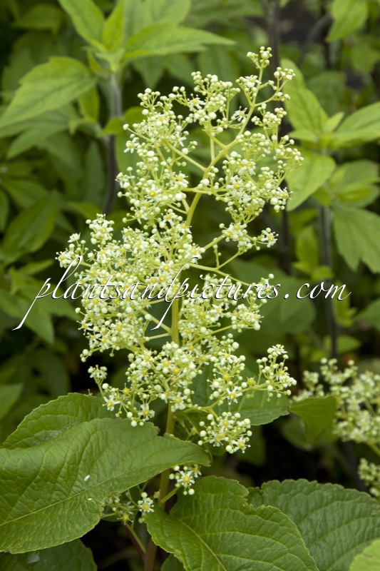 Tripterygium regelii