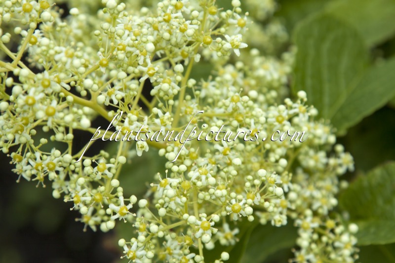 Tripterygium regelii