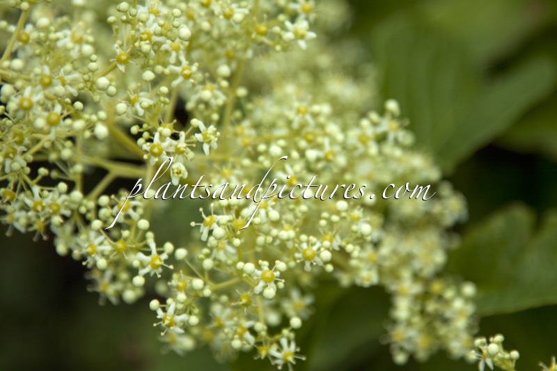 Tripterygium regelii