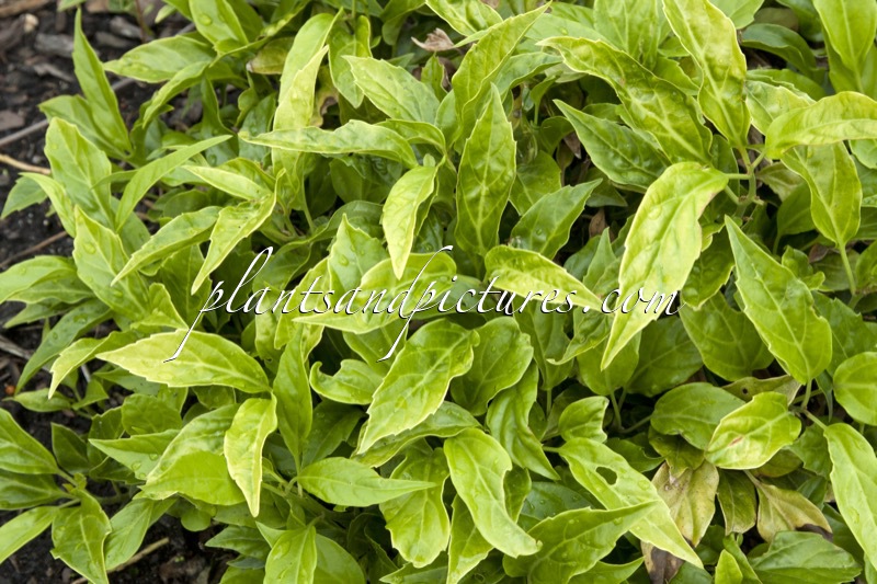 Pachysandra axillaris