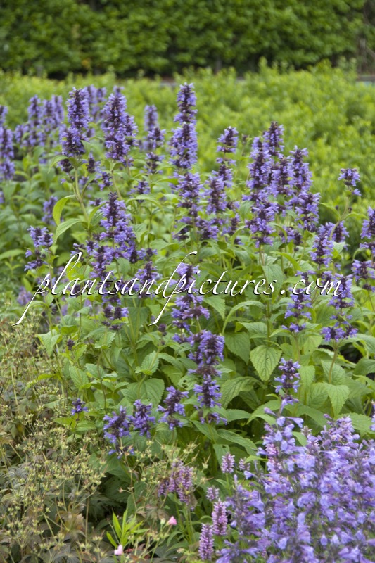 Nepeta kubanica
