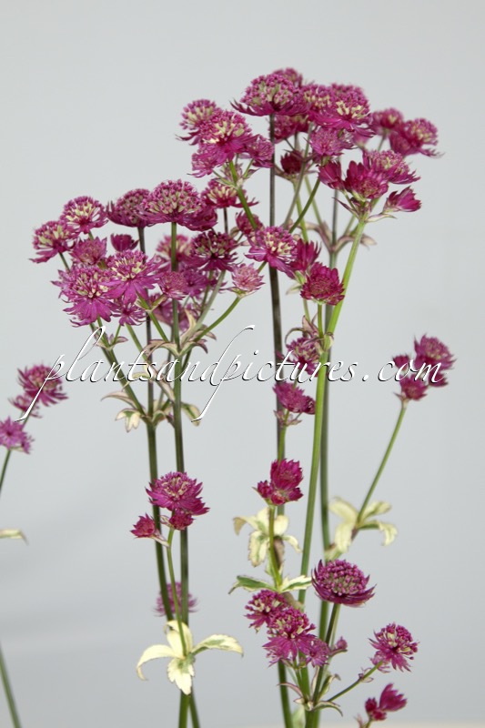 Astrantia major ‘Star of Magic’