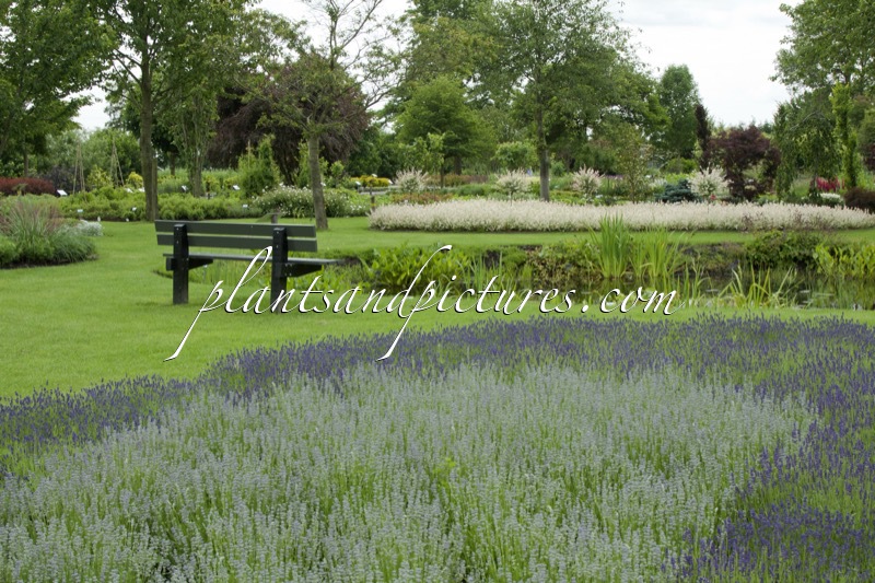 Salix integra ‘Flamingo’