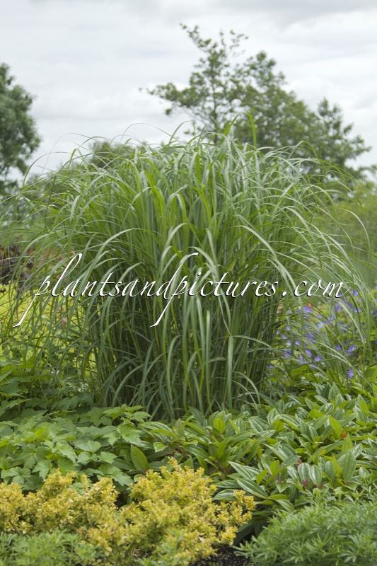 Miscanthus sinensis ‘Malepartus’