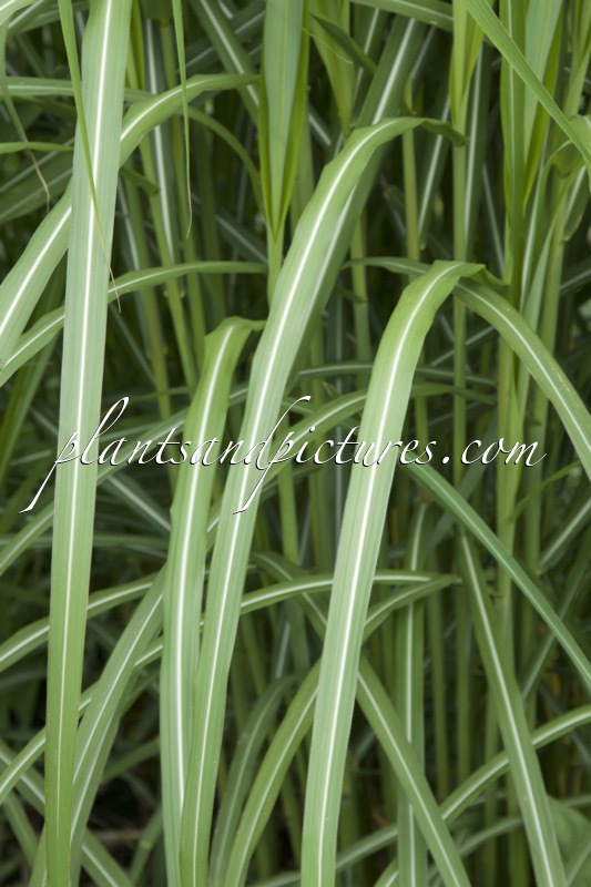 Miscanthus sinensis ‘Malepartus’