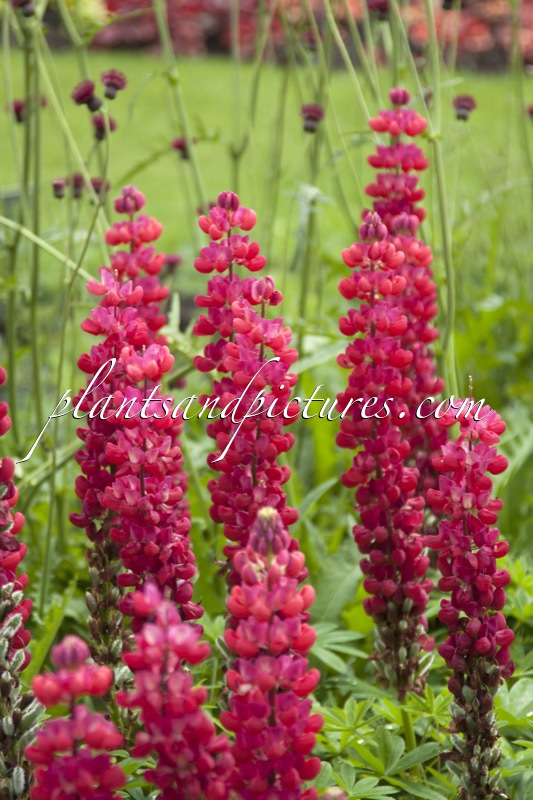 Lupinus ‘Red Rum’ (West County Series)