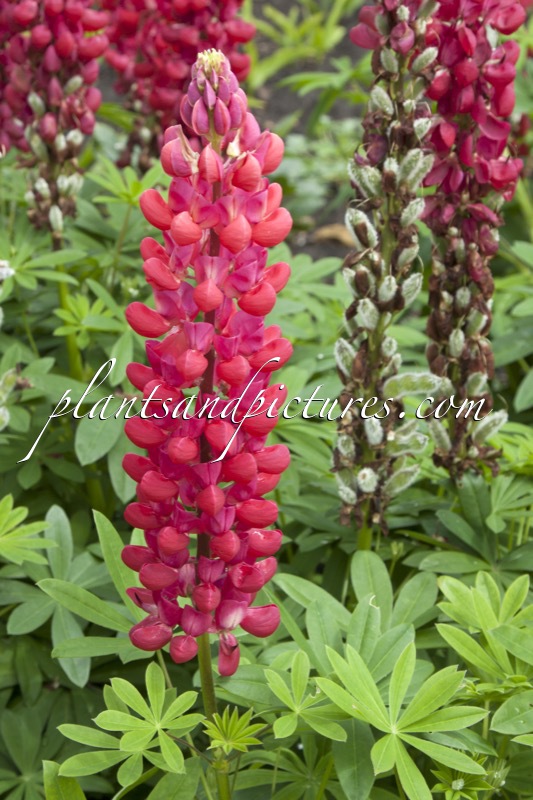 Lupinus ‘Red Rum’ (West County Series)