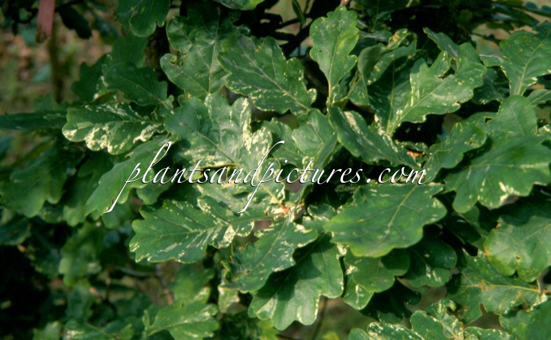 Quercus robur ‘Concordia’