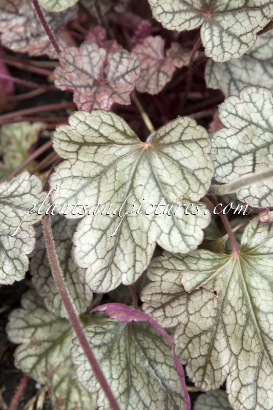 Heuchera ‘Silver Scrolls’