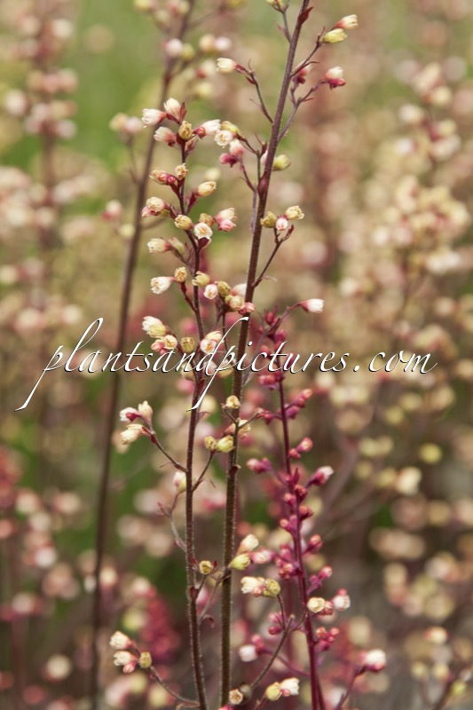 Heuchera ‘Silver Scrolls’