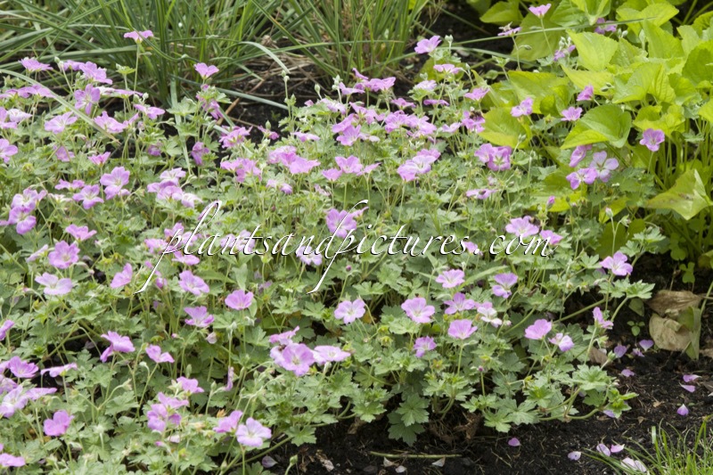 Geranium riversleaianum ‘Mary Simpson’