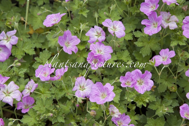 Geranium riversleaianum ‘Mary Simpson’
