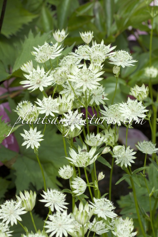 Astrantia major ‘Superstar’