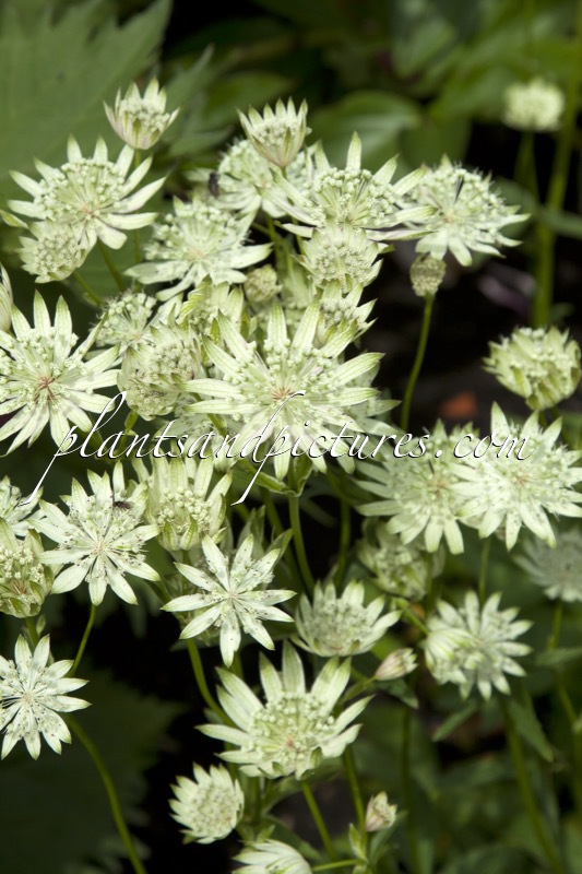 Astrantia major ‘Superstar’