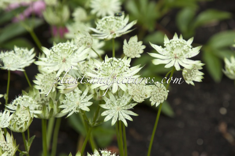 Astrantia major ‘Superstar’
