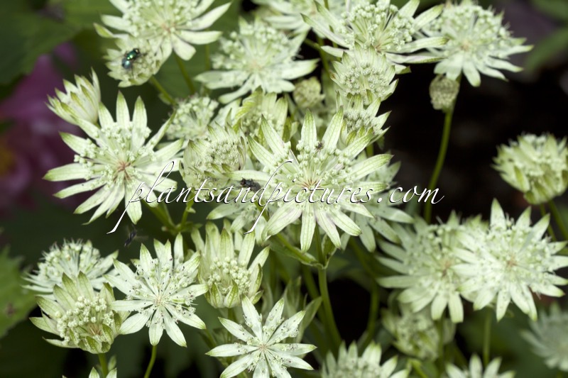 Astrantia major ‘Superstar’