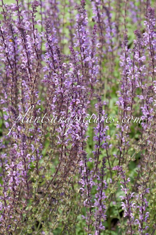 Salvia ‘Serenade’