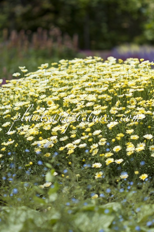 Anthemis tinctoria ‘Lemon Ice’