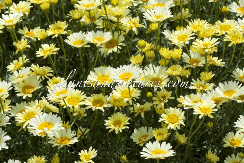 Anthemis tinctoria ‘Lemon Ice’