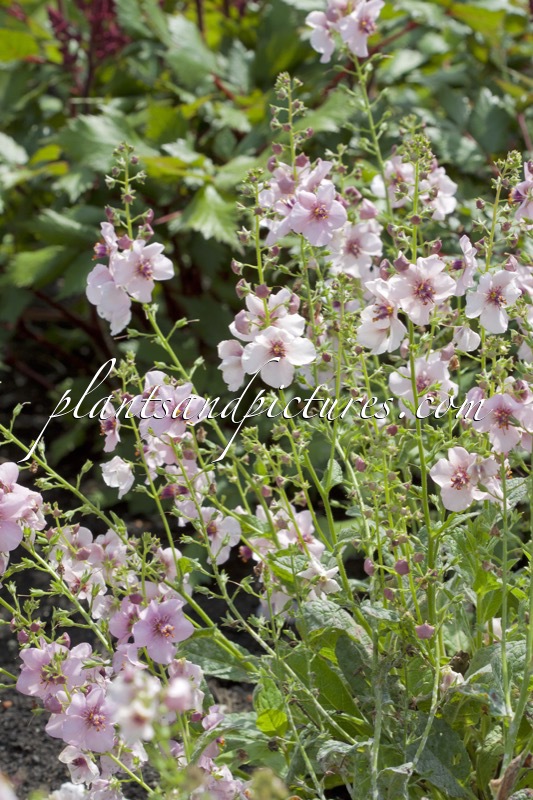 Verbascum ‘Rosie’