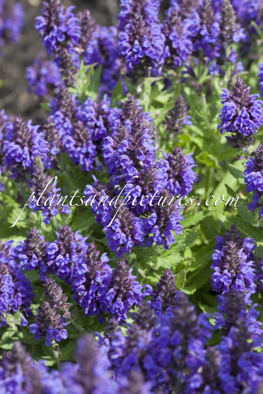 Salvia nemorosa ‘Haeumanarc’ (MARCUS)