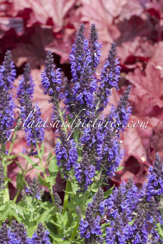 Salvia nemorosa ‘Haeumanarc’ (MARCUS)