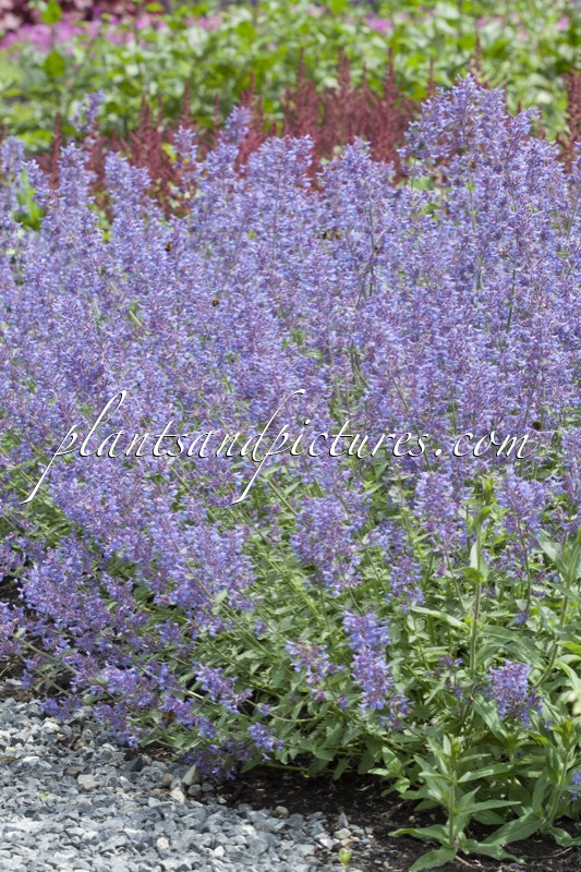 Nepeta ‘Novanepjun’ (JUNIOR WALKER)
