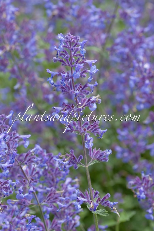 Nepeta ‘Novanepjun’ (JUNIOR WALKER)