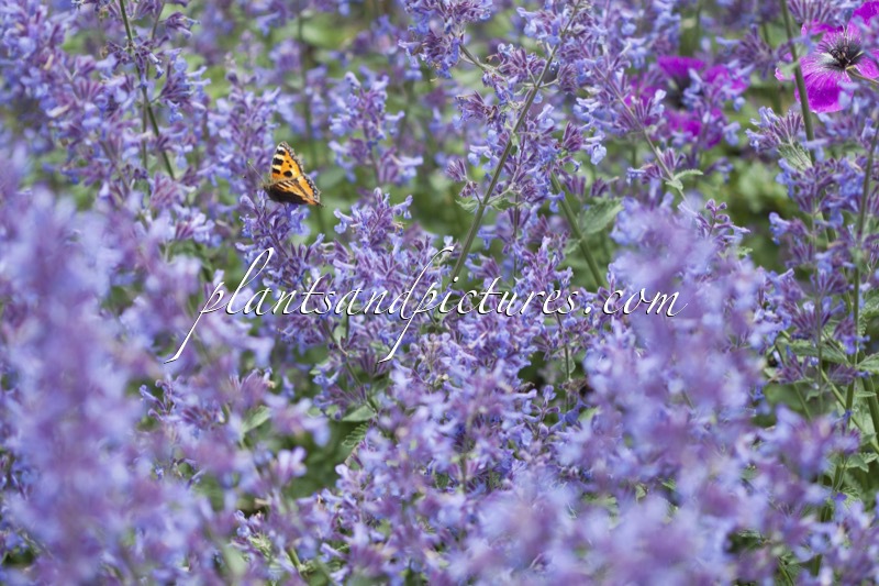 Nepeta ‘Novanepjun’ (JUNIOR WALKER)