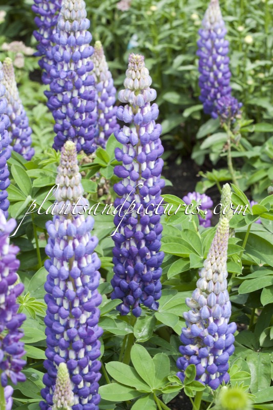 Lupinus ‘Saffron’ (West County Series)