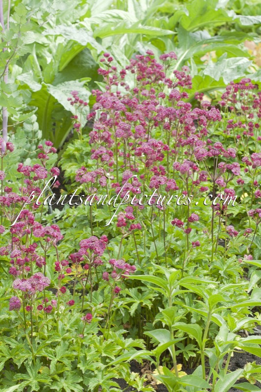 Astrantia major ‘Abbey Road’