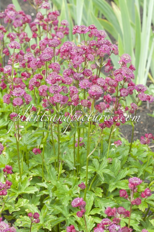 Astrantia major ‘Abbey Road’