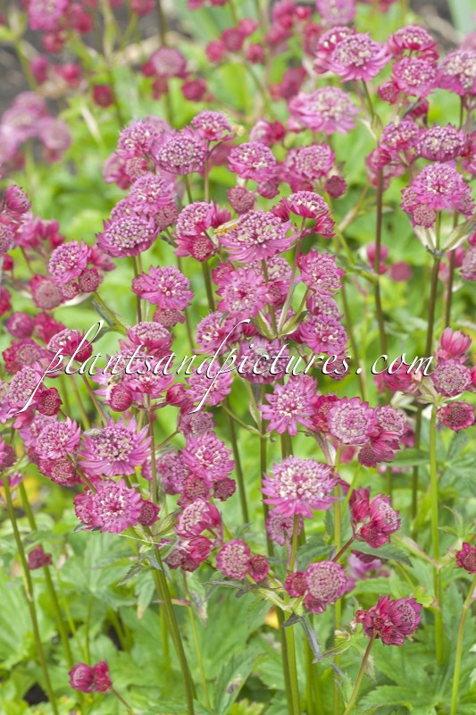 Astrantia major ‘Abbey Road’
