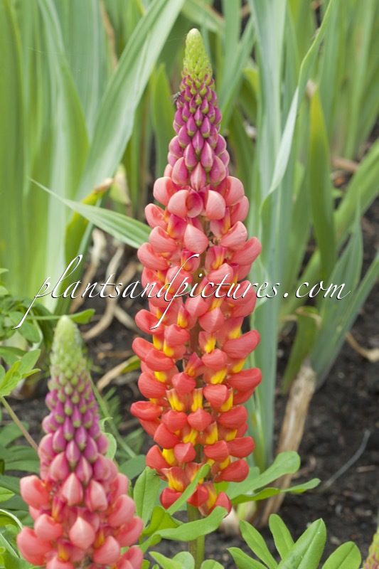 Lupinus ‘Towering Inferno’ (West County Series)