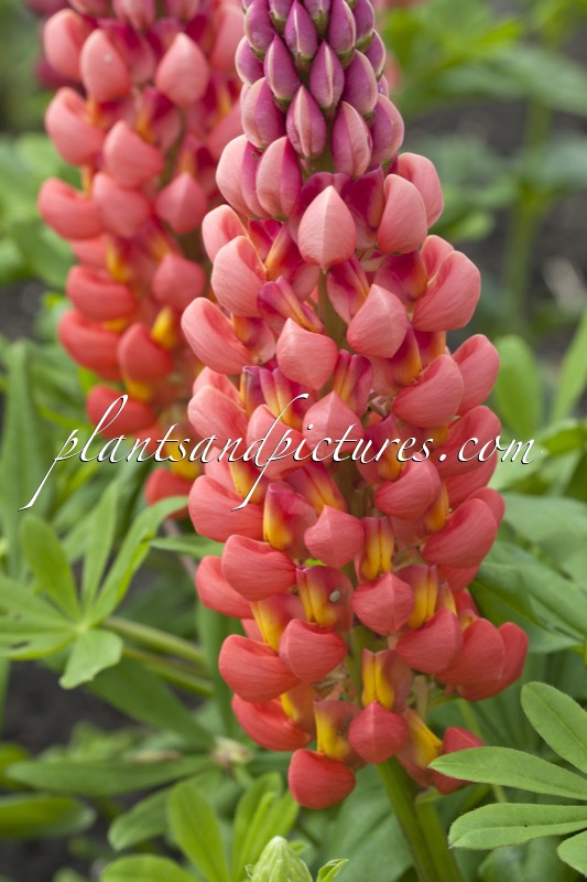 Lupinus ‘Towering Inferno’ (West County Series)