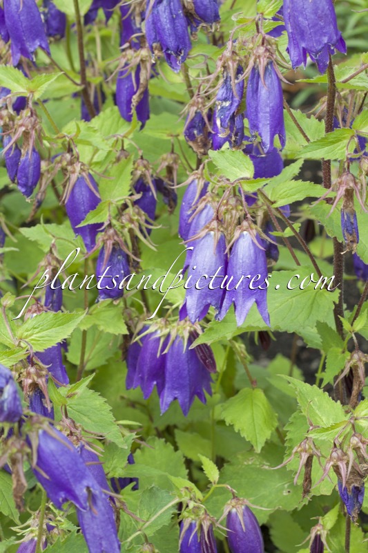 Campanula ‘Sarastro’
