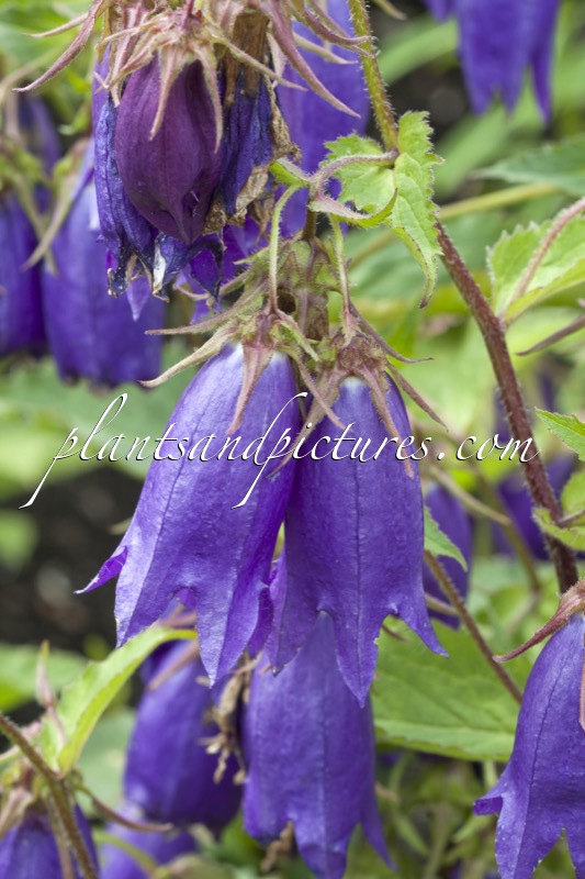 Campanula ‘Sarastro’