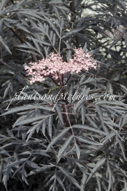 Sambucus nigra ‘Eva’ (BLACK LACE)